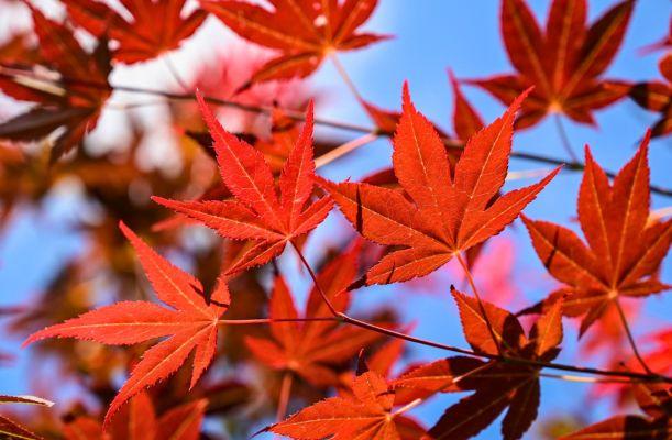 A japán juhar levelei közelről