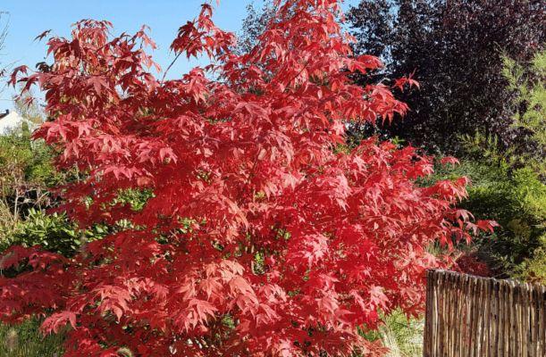 Acer palmatum japán juhar a kertben