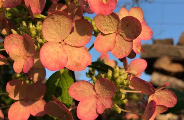 Hydrangea paniculata 'Phantom' virágzás vége