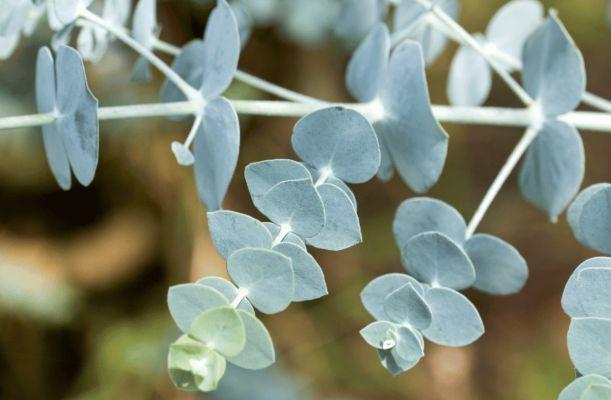 Eucalyptus gunnii havasi eukaliptusz lombozata