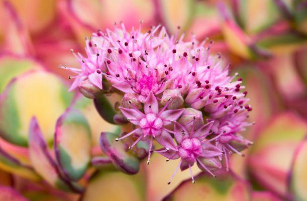 A Sedum sieboldii októberke virága közelről