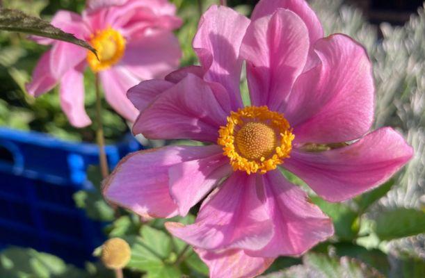 Anemone hybrida Serenade rózsaszín szellőrózsa