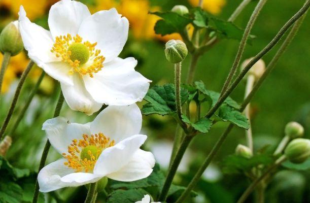 az Anemone Honorie Jobert szellőrózsa fehér virágai