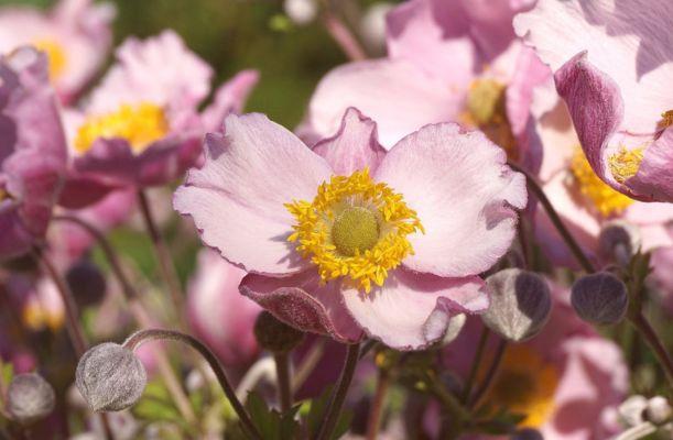 világos rózsaszín szirmokkal díszítő anemone avagy szellőrózsa