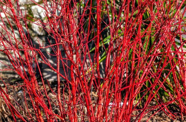 A veresgyűrűs som (Cornus alba ’Sibirica Variegata’) vörös vesszői