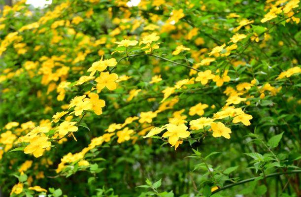 Kerria japonica ‘Golden Guinea’ – Boglárkacserje