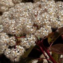 Viburnum Tinus K2 - Téli bangita
