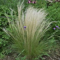 Stipa Pony Tails CS9 - Mexikói árvalányhaj