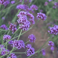 Verbena bonariensis CS9 - Ernyős verbéna