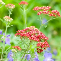 Achillea millefolium - Piros cickafark