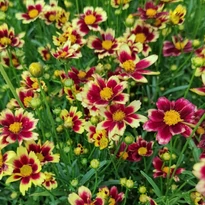 Coreopsis Little Bang Red Elf - Bordó menyecskeszem