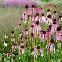 Echinacea pallida CS9 - Halvány kasvirág