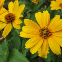 Helianthus sp - Évelő napraforgó