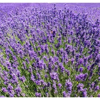Lavandula angustifolia Hidcote CS9 - Levendula
