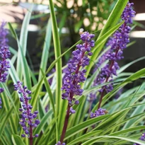 Liriope muscari - Gyöngyikés gyepliliom