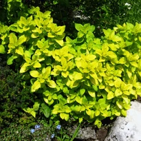 Origanum vulgare Aurea CS9 - Sárga levelű oregánó