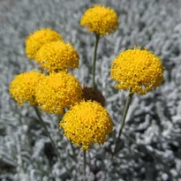 Santolina chamaecyparissus - Hamvas cipruska