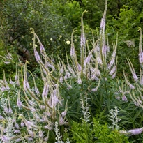Veronicastrum virginicum Pink Glow - Virginiai veronika