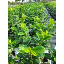 Prunus laurocerasus Novita K2 - Babérmeggy