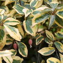 Elaeagnus ebbingei - Tarka ezüstfa