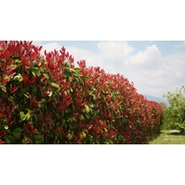 Photinia x fraserii Red Robin K2 - Korallberkenye