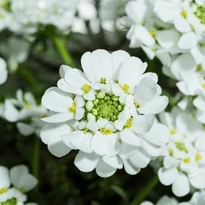 Iberis sempervirens P9 - Örökzöld tatárvirág