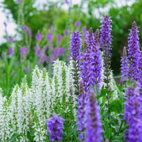 Salvia sylvestris Mainacht - Erdei zsálya