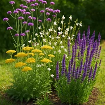 A Napos kert növénycsomag beültetési tervezete.