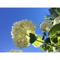 Hydrangea arborescens Annabelle gömb alakú virága.