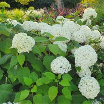 Hydrangea arborescens Annabelle CS9 - Cserjés hortenzia
