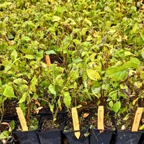 Hydrangea arborescens Annabelle CS9 - Cserjés hortenzia