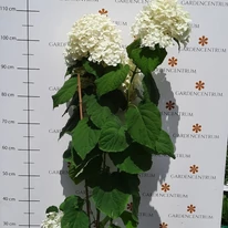 Hydrangea arborescens Annabelle - Cserjés hortenzia