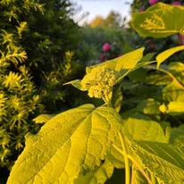 Hydrangea arborescens Annabelle virágbimbója közelről.
