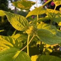Hydrangea arborescens Annabelle - Cserjés hortenzia