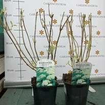 Hydrangea arborescens Annabelle - Cserjés hortenzia