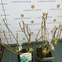 Hydrangea arborescens Annabelle - Cserjés hortenzia