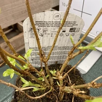 Hydrangea arborescens Annabelle - Cserjés hortenzia