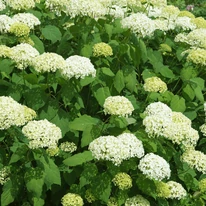 Hydrangea arborescens Annabelle - Cserjés hortenzia
