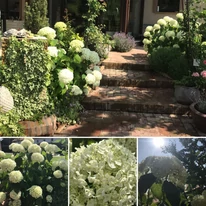 Hydrangea arborescens Annabelle hortenzia terasz mellett.