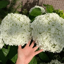 Hydrangea arborescens Strong Annabelle K2 - Cserjés hortenzia