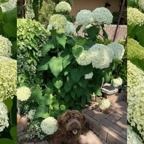 Hydrangea arborescens Strong Annabelle K2 - Cserjés hortenzia