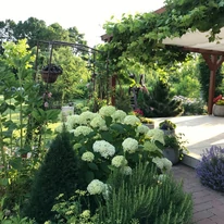 Hydrangea arborescens Strong Annabelle K2 - Cserjés hortenzia