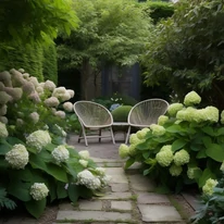 Hydrangea arborescens Strong Annabelle K2 - Cserjés hortenzia