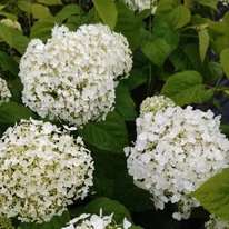 Hydrangea arborescens Strong Annabelle K2 - Cserjés hortenzia