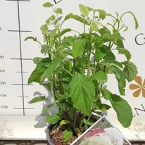 Hydrangea arborescens Strong Annabelle K2 - Cserjés hortenzia