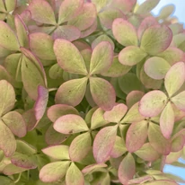 Hydrangea paniculata Phantom XL - Bugás hortenzia