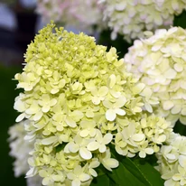 Hydrangea paniculata Phantom XL - Bugás hortenzia
