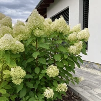 Virágágyásba ültetett Hydrangea paniculata Phantom.