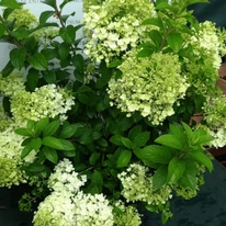 Hydrangea paniculata Bobo K5 - Bugás hortenzia