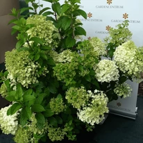 Hydrangea paniculata Bobo K5 - Bugás hortenzia